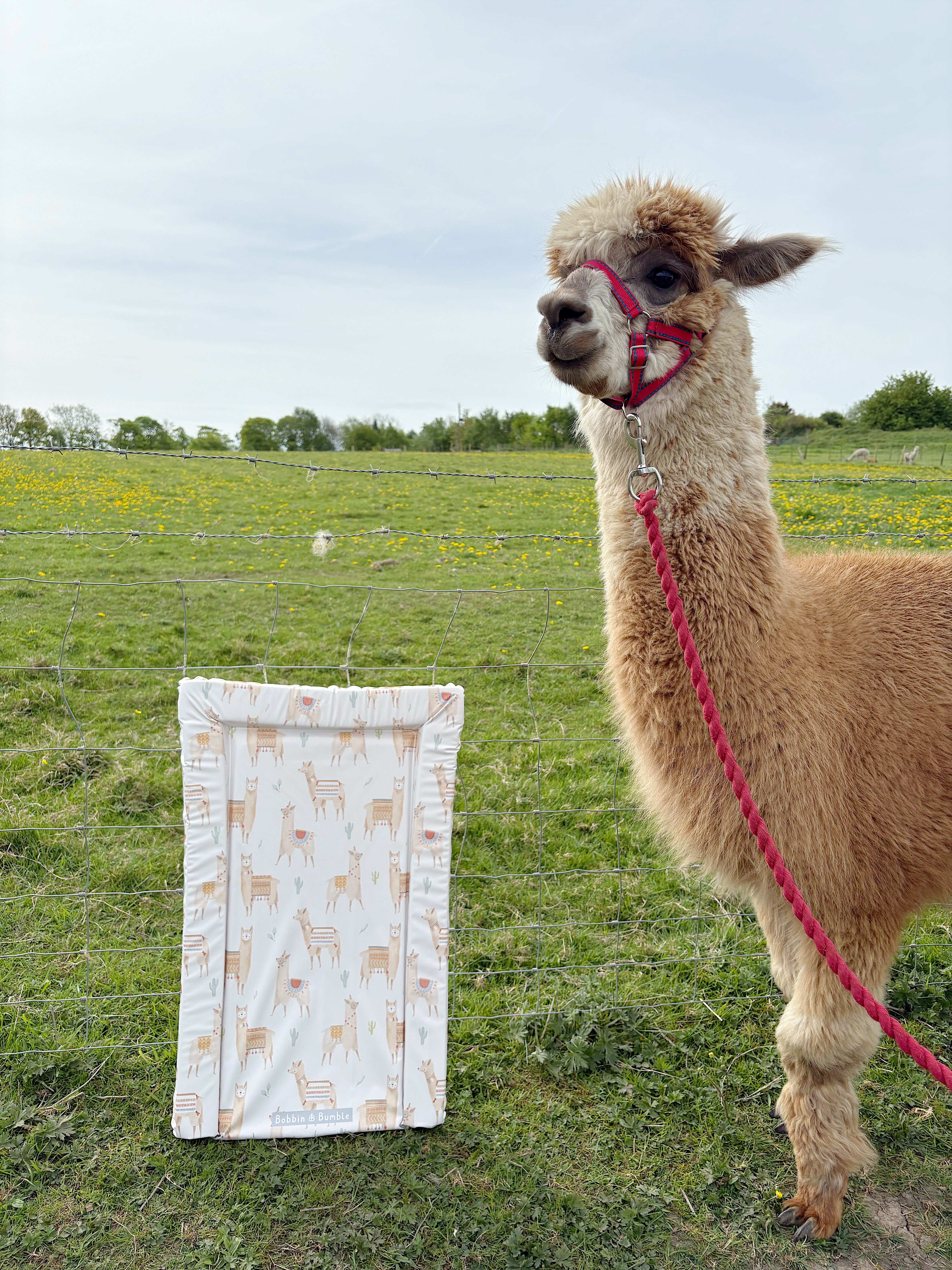 Standard Baby Changing Mat | Alpaca Print | Bobbin and Bumble UK